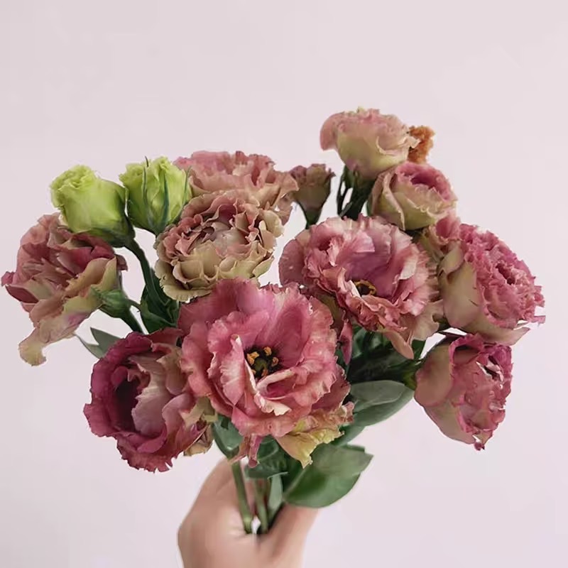 Lisianthus-color dark brown