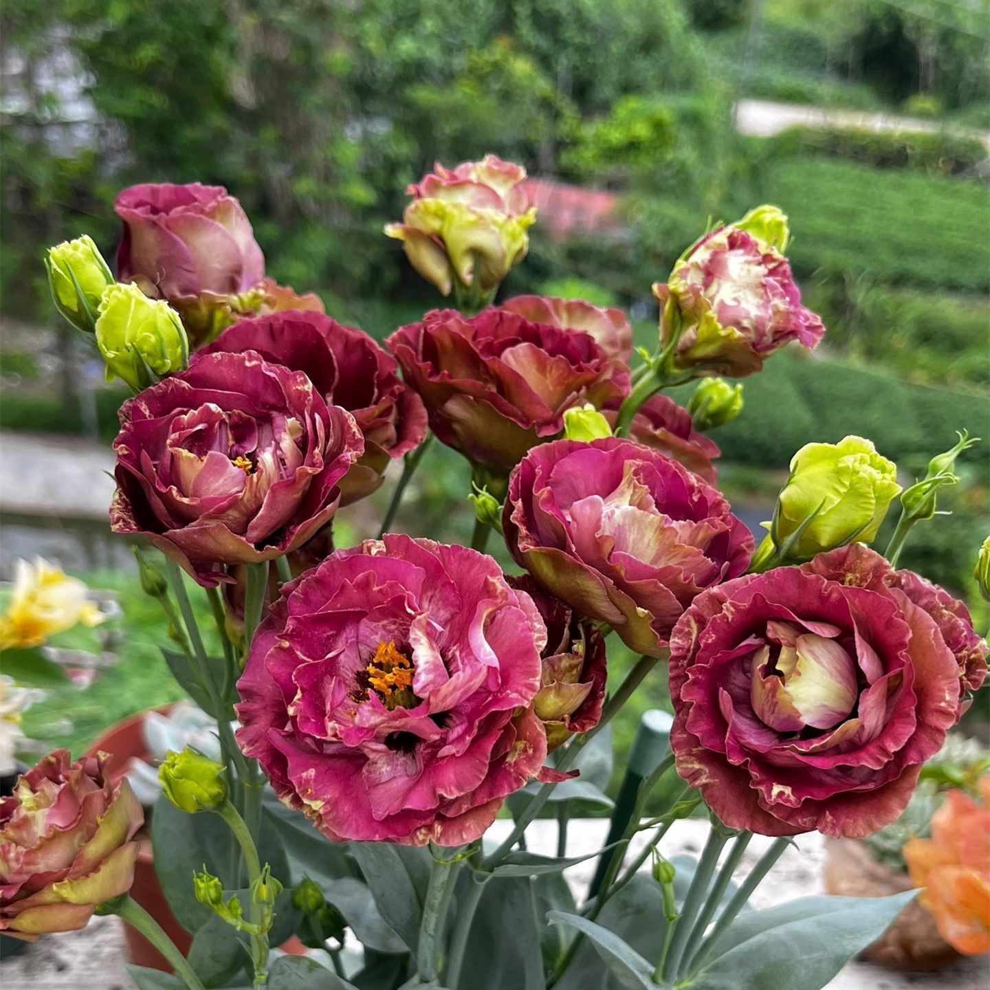 Lisianthus-color dark brown
