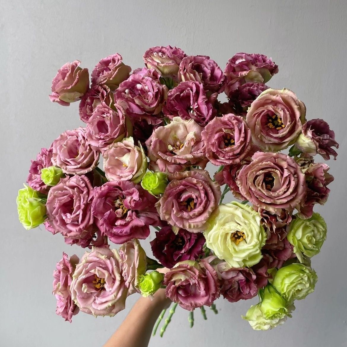 Lisianthus-color dark brown