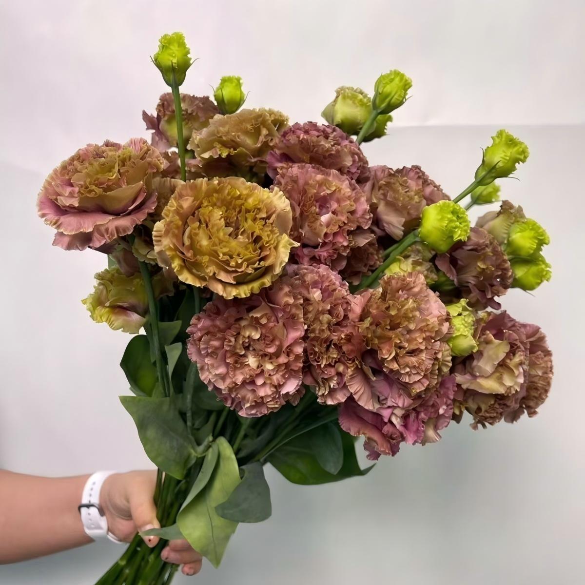 Lisianthus-color dark brown