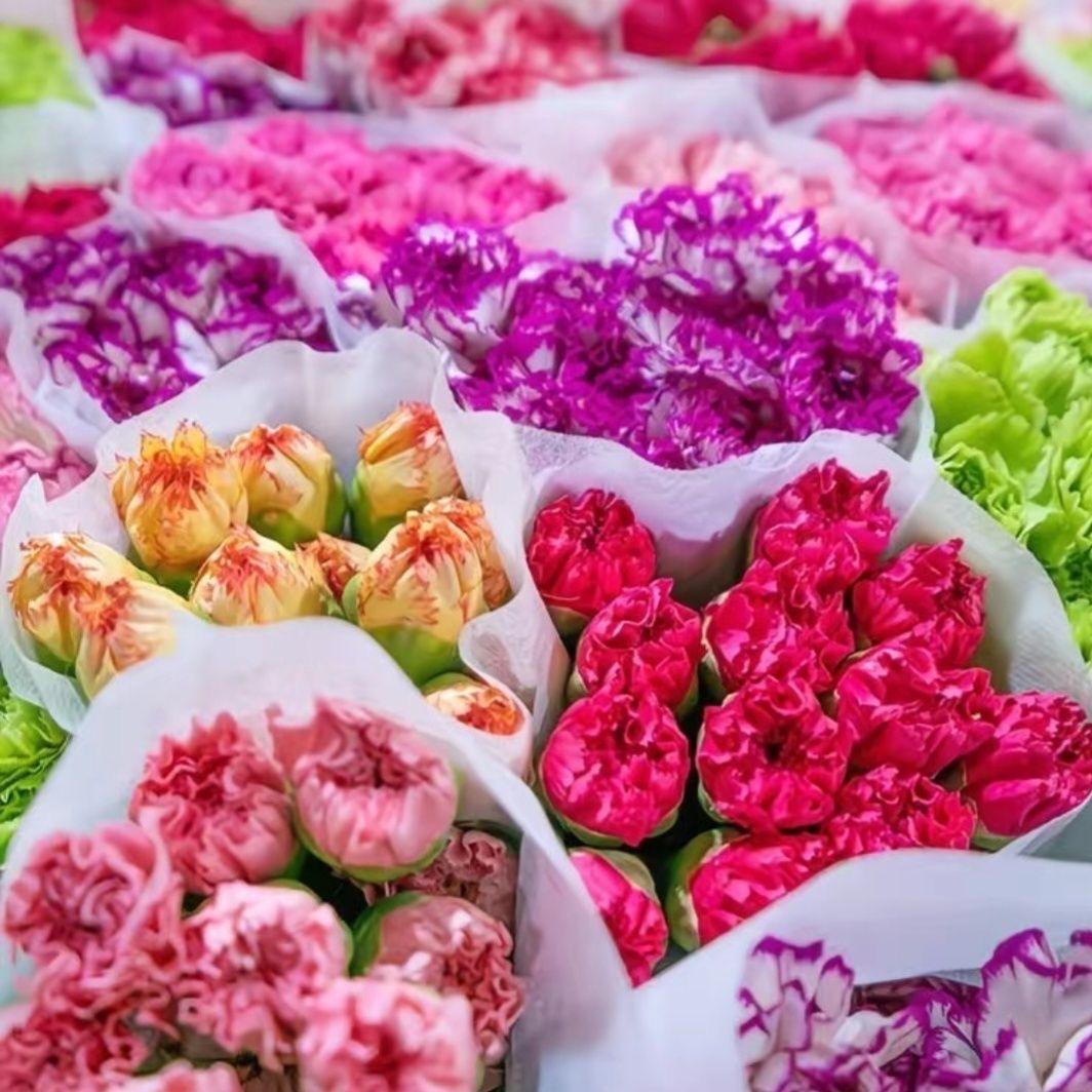 Carnation Seeds color mixing