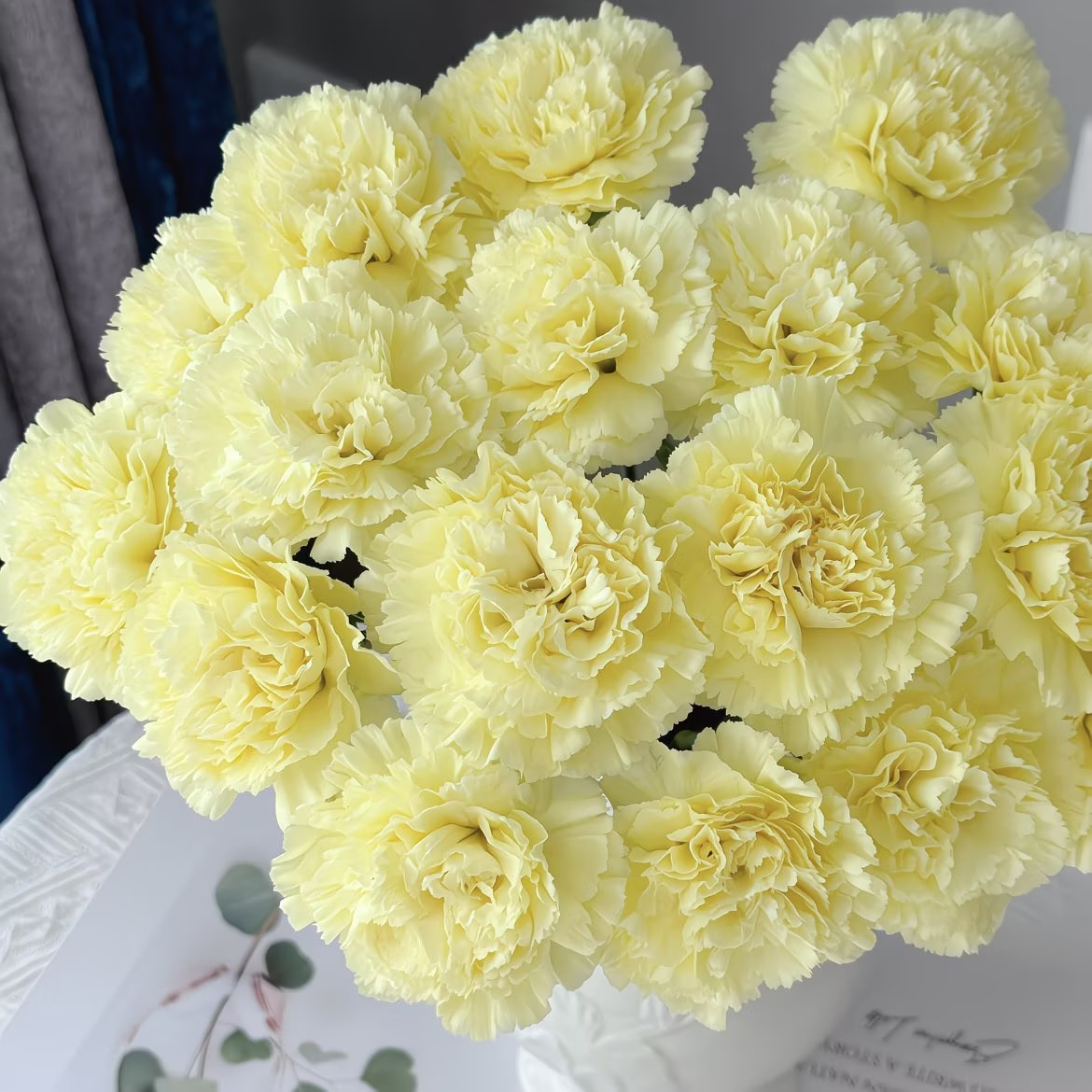 Carnation Seeds color Yellow