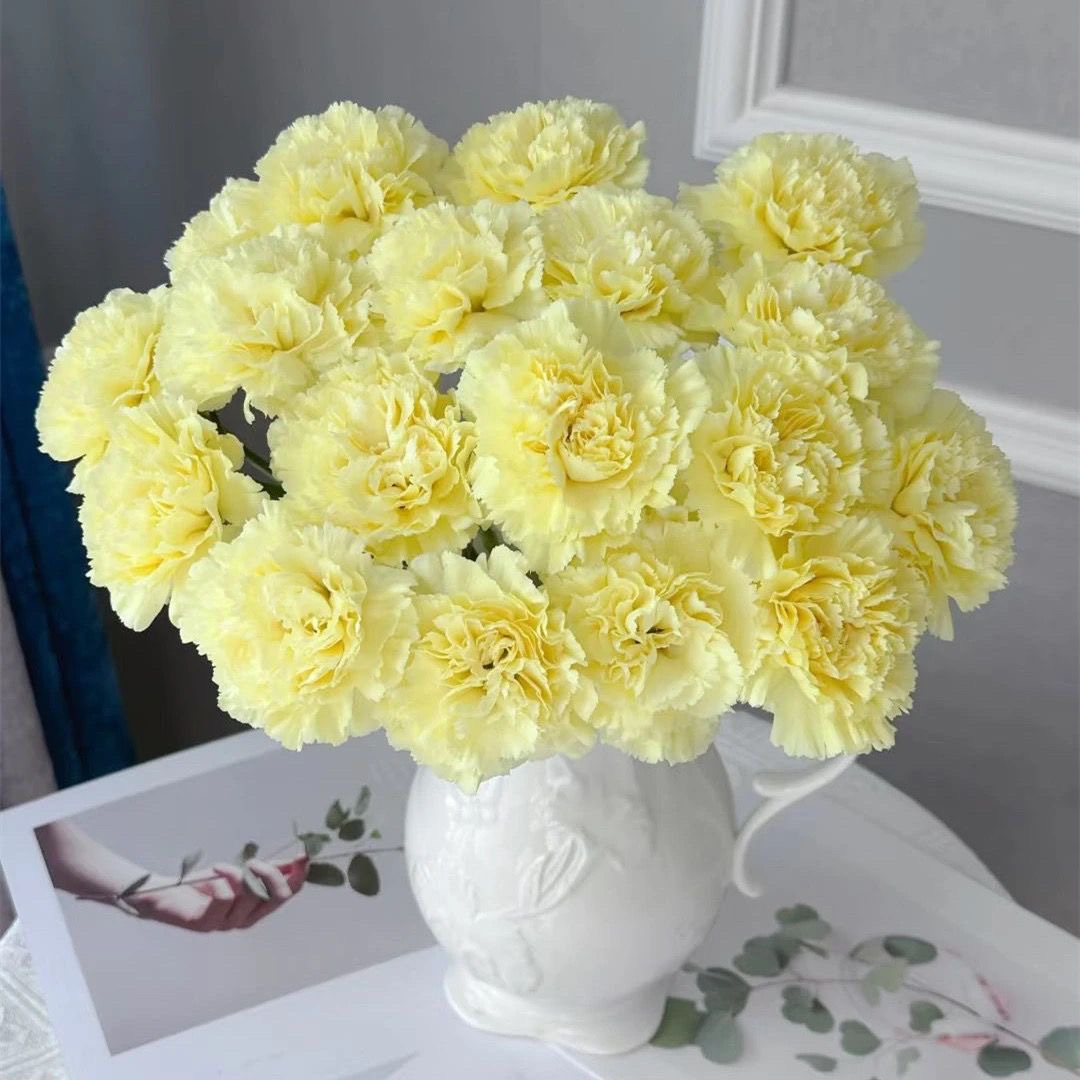 Carnation Seeds color Yellow