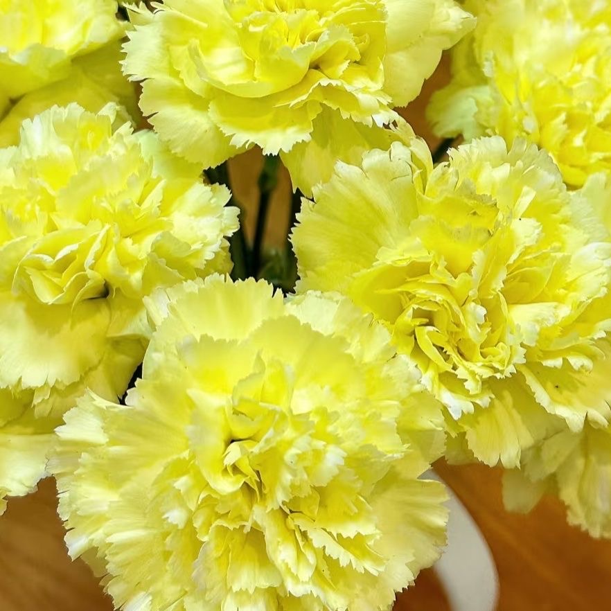Carnation Seeds color Yellow