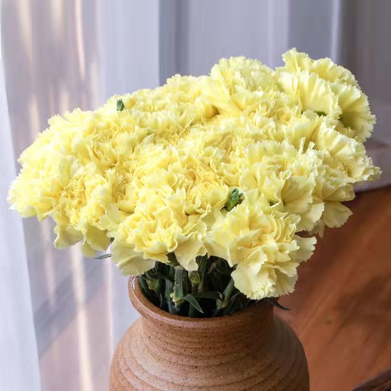 Carnation Seeds color Yellow