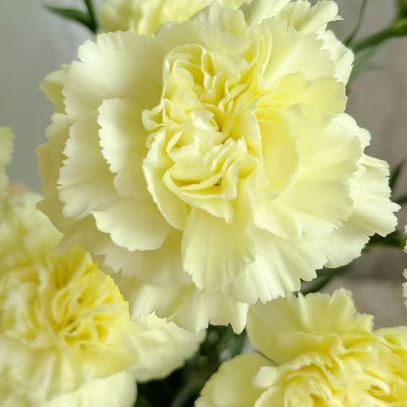 Carnation Seeds color Yellow