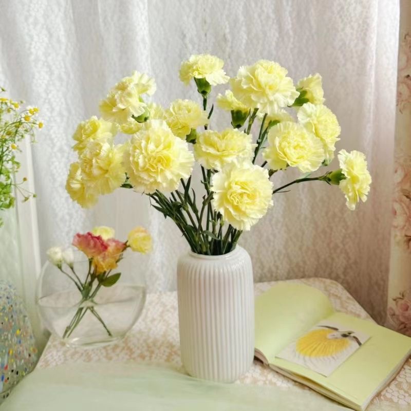Carnation Seeds color Yellow
