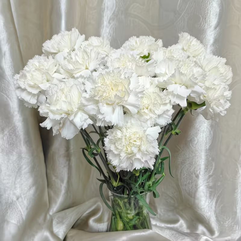 Carnation Seeds color white