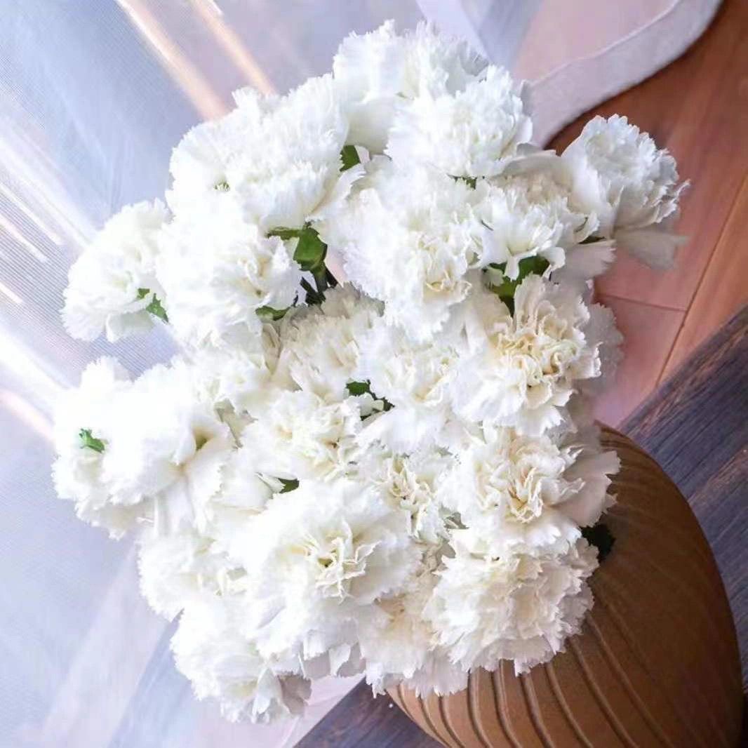 Carnation Seeds color white