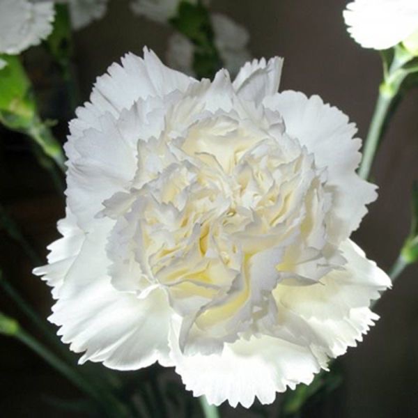 Carnation Seeds color white