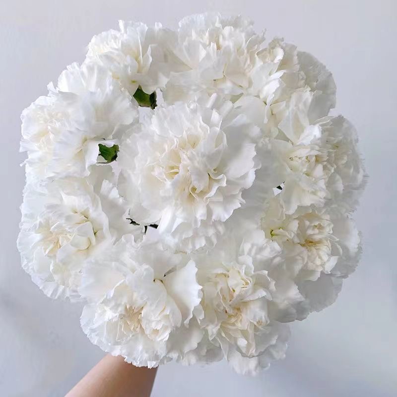 Carnation Seeds color white