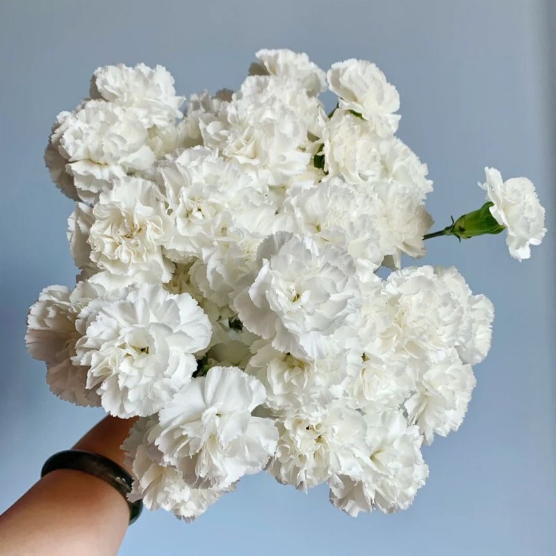Carnation Seeds color white