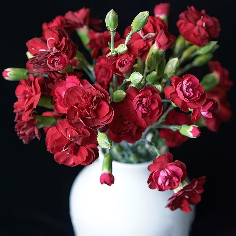 Carnation Seeds color red