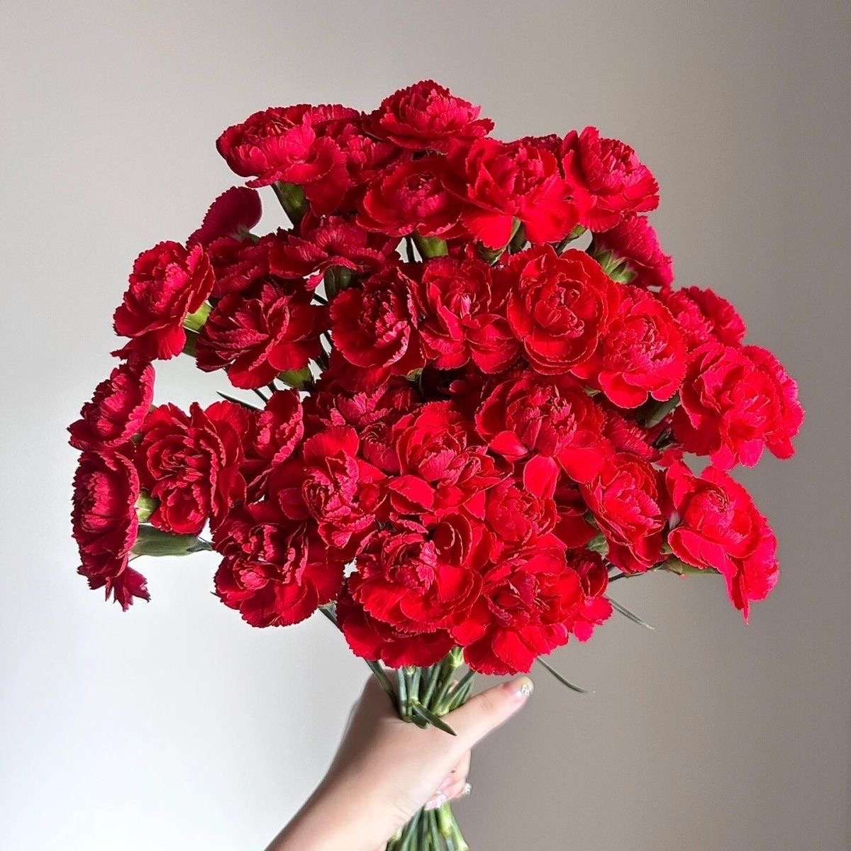 Carnation Seeds color red
