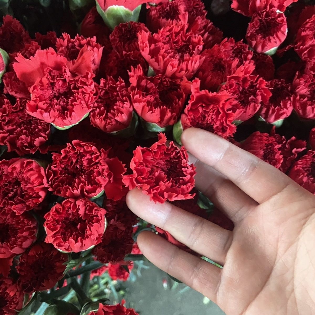 Carnation Seeds color red