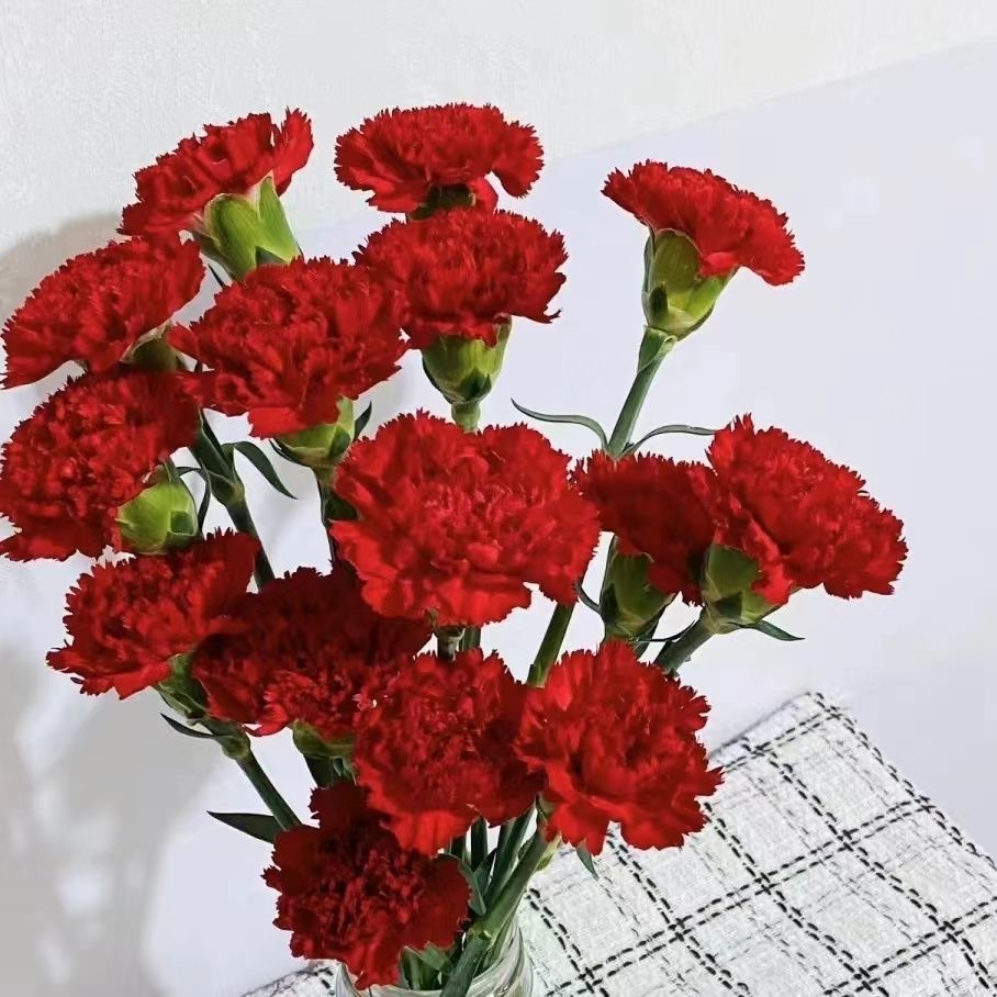 Carnation Seeds color red
