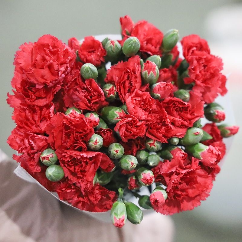 Carnation Seeds color red