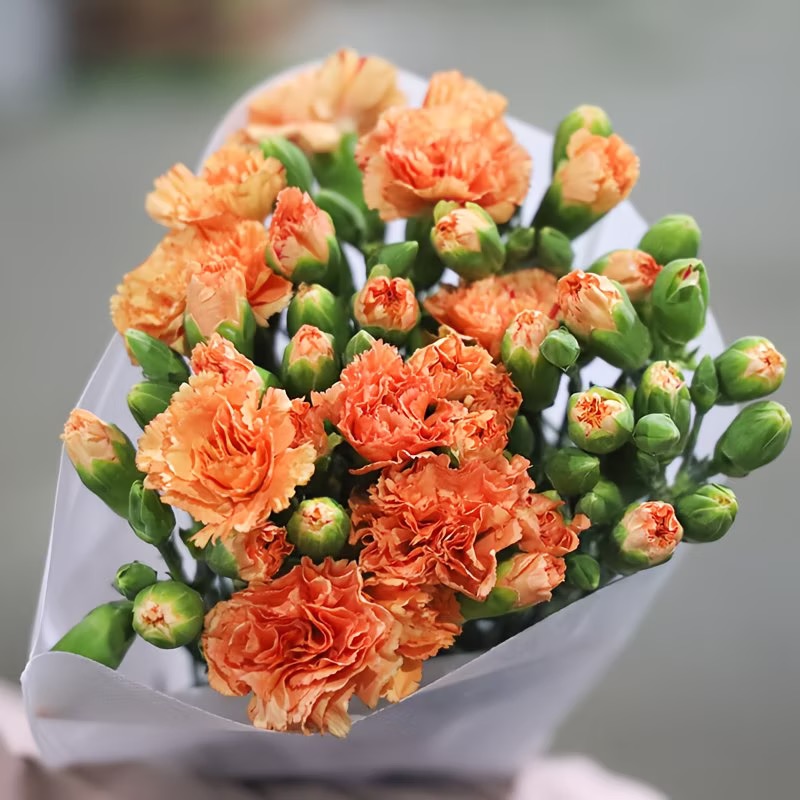 Carnation Seeds color brown