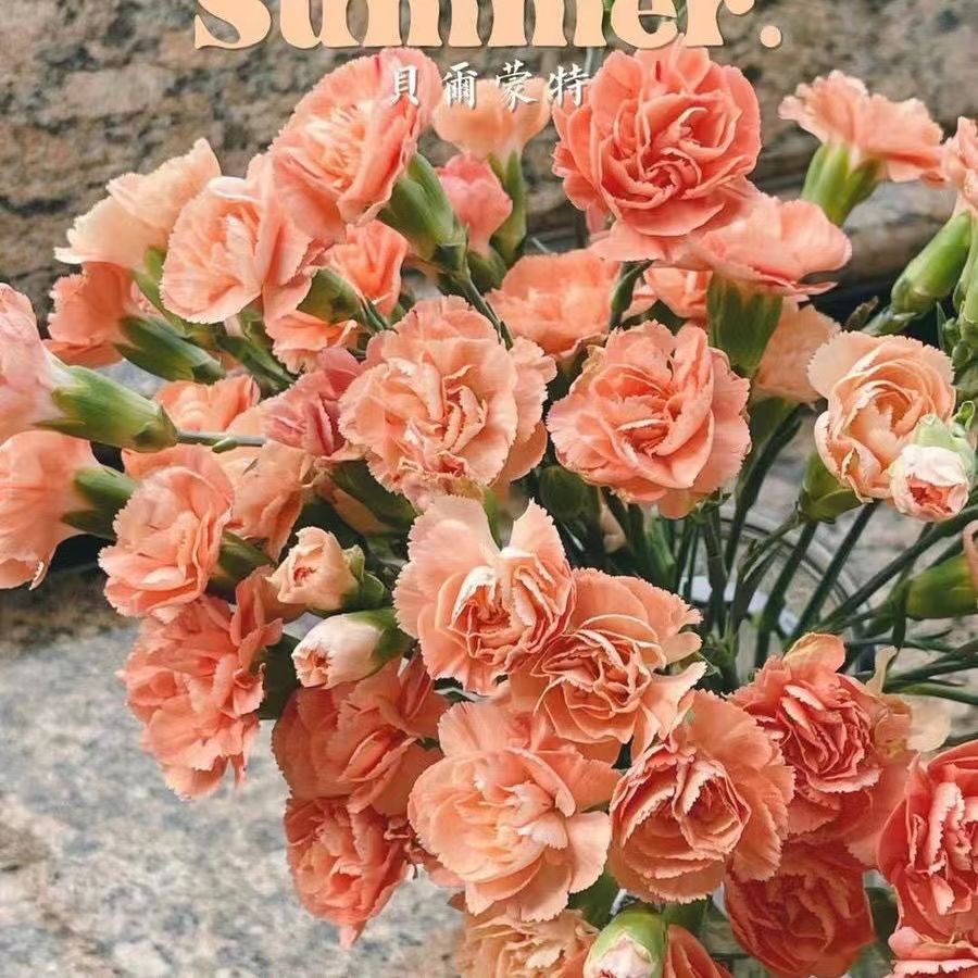 Carnation Seeds color brown