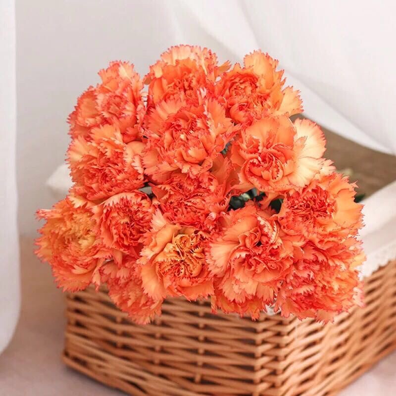Carnation Seeds color brown