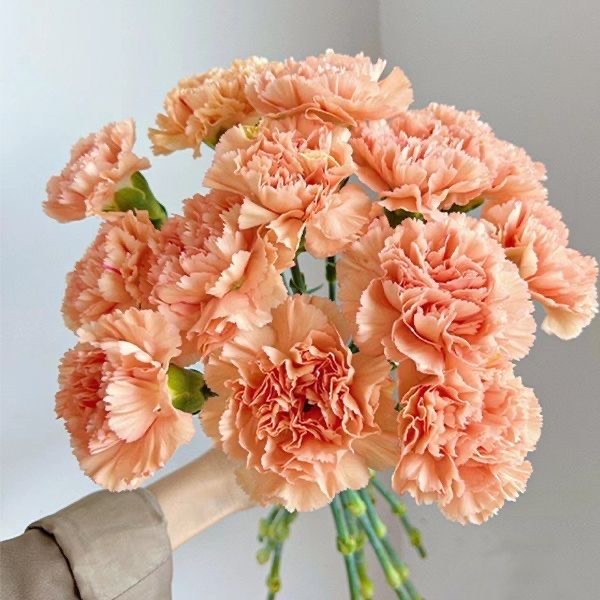 Carnation Seeds color brown