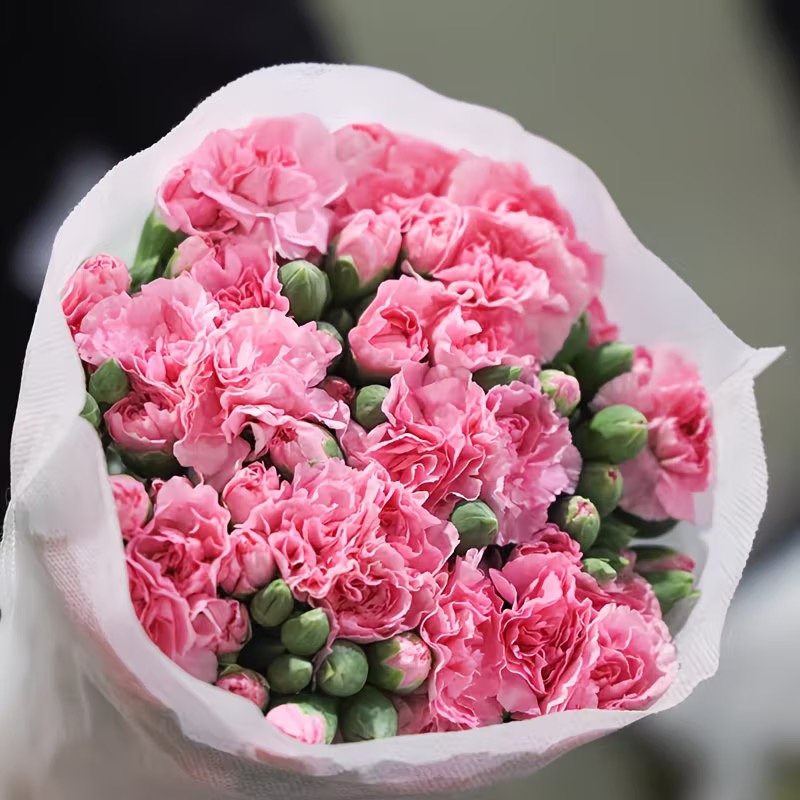 Carnation Seeds color pink