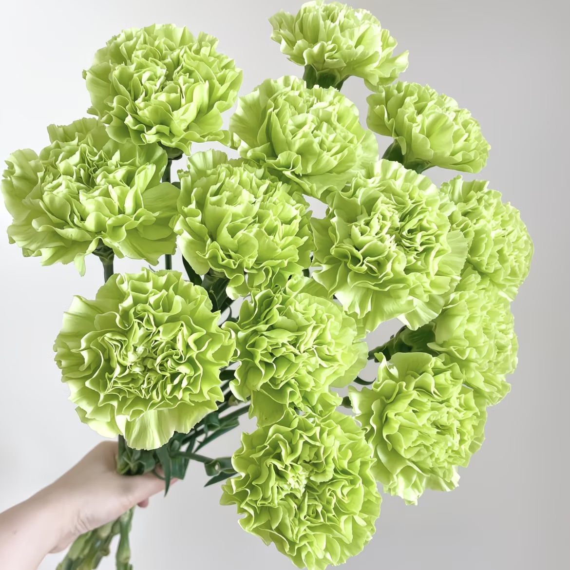 Carnation Seeds color green