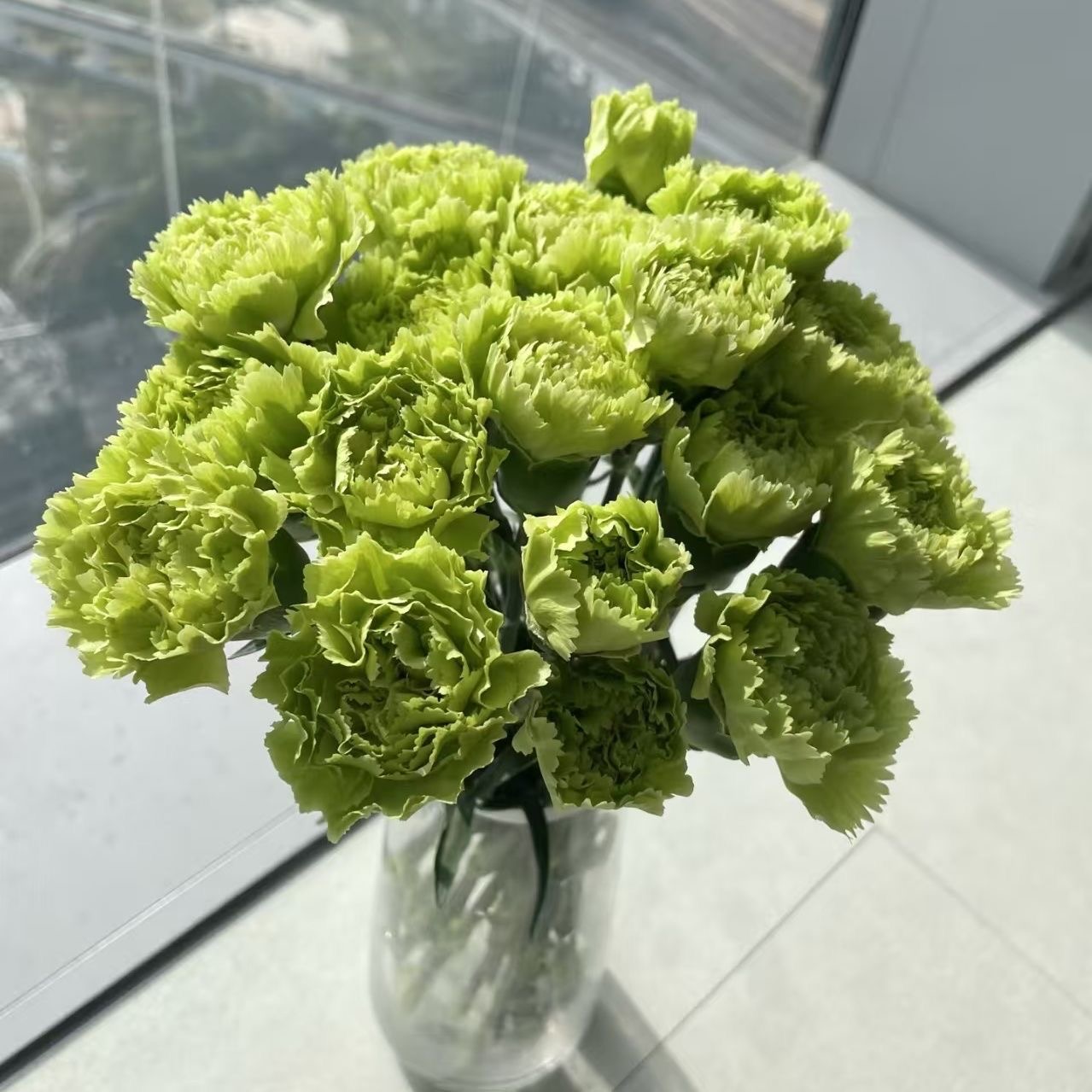 Carnation Seeds color green