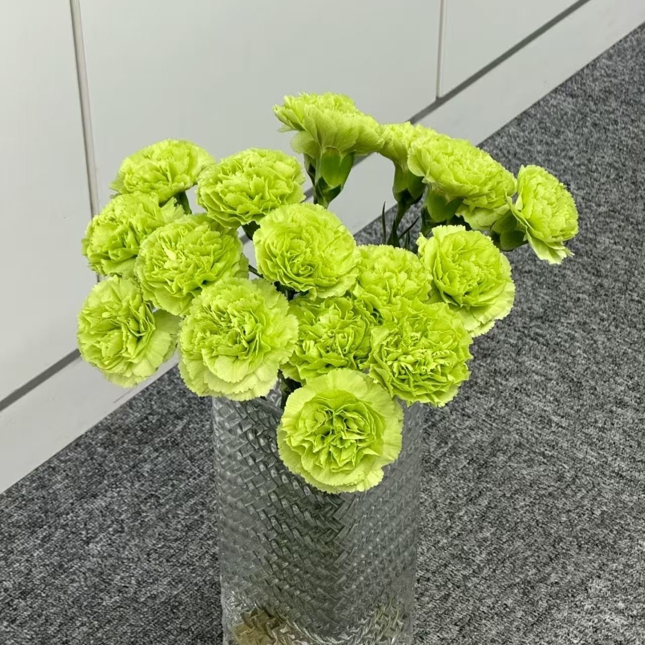 Carnation Seeds color green