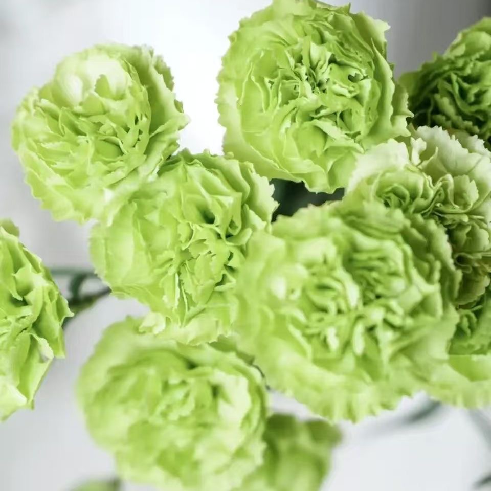 Carnation Seeds color green