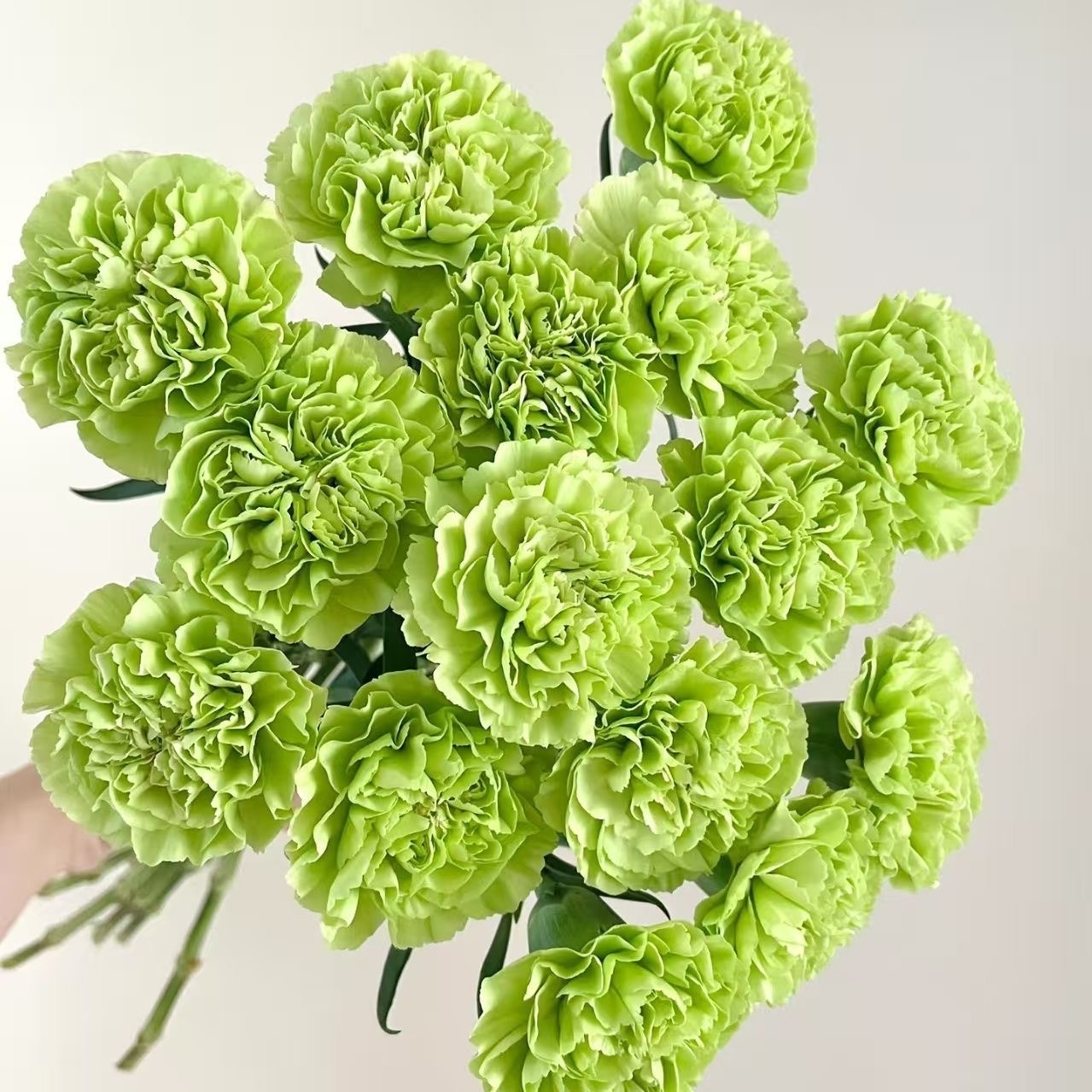 Carnation Seeds color green