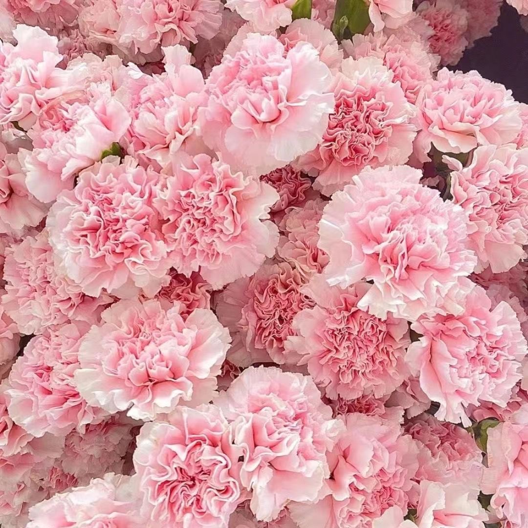 Carnation Seeds color pink