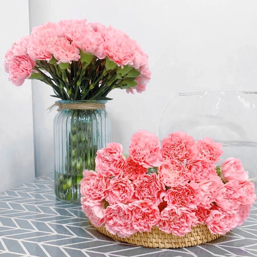 Carnation Seeds color pink