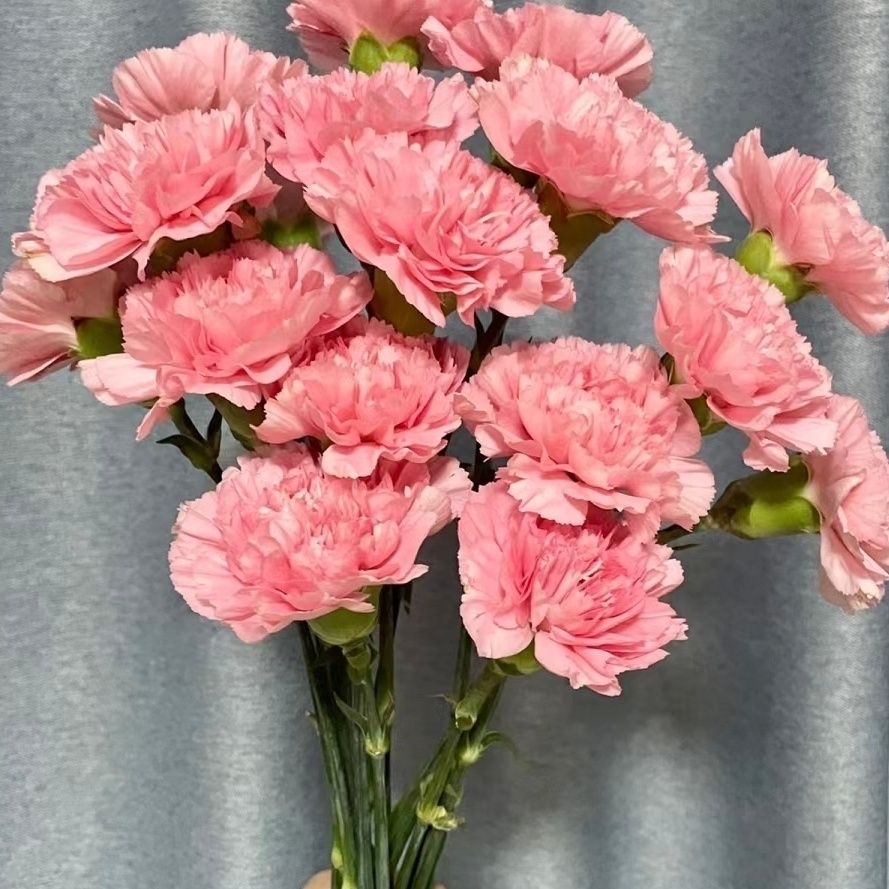 Carnation Seeds color pink