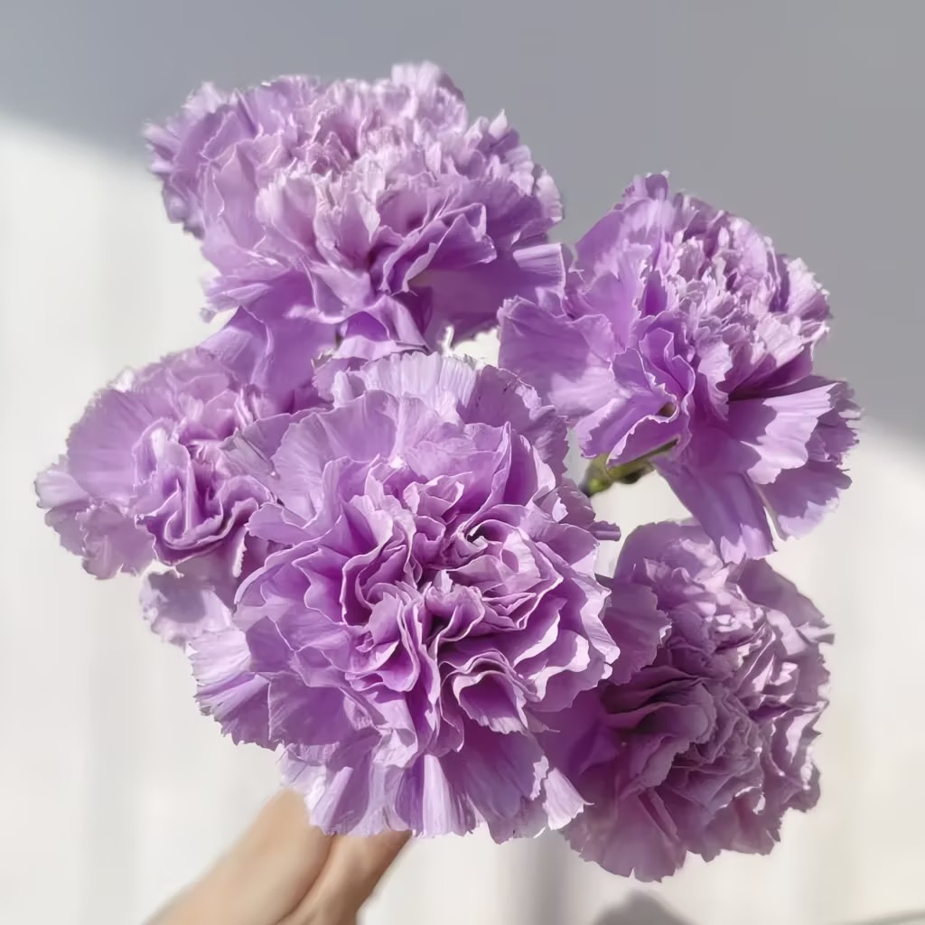 Carnation Seeds color Purple