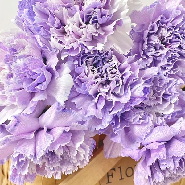 Carnation Seeds color Purple