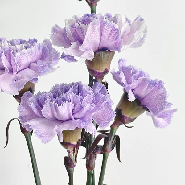 Carnation Seeds color Purple