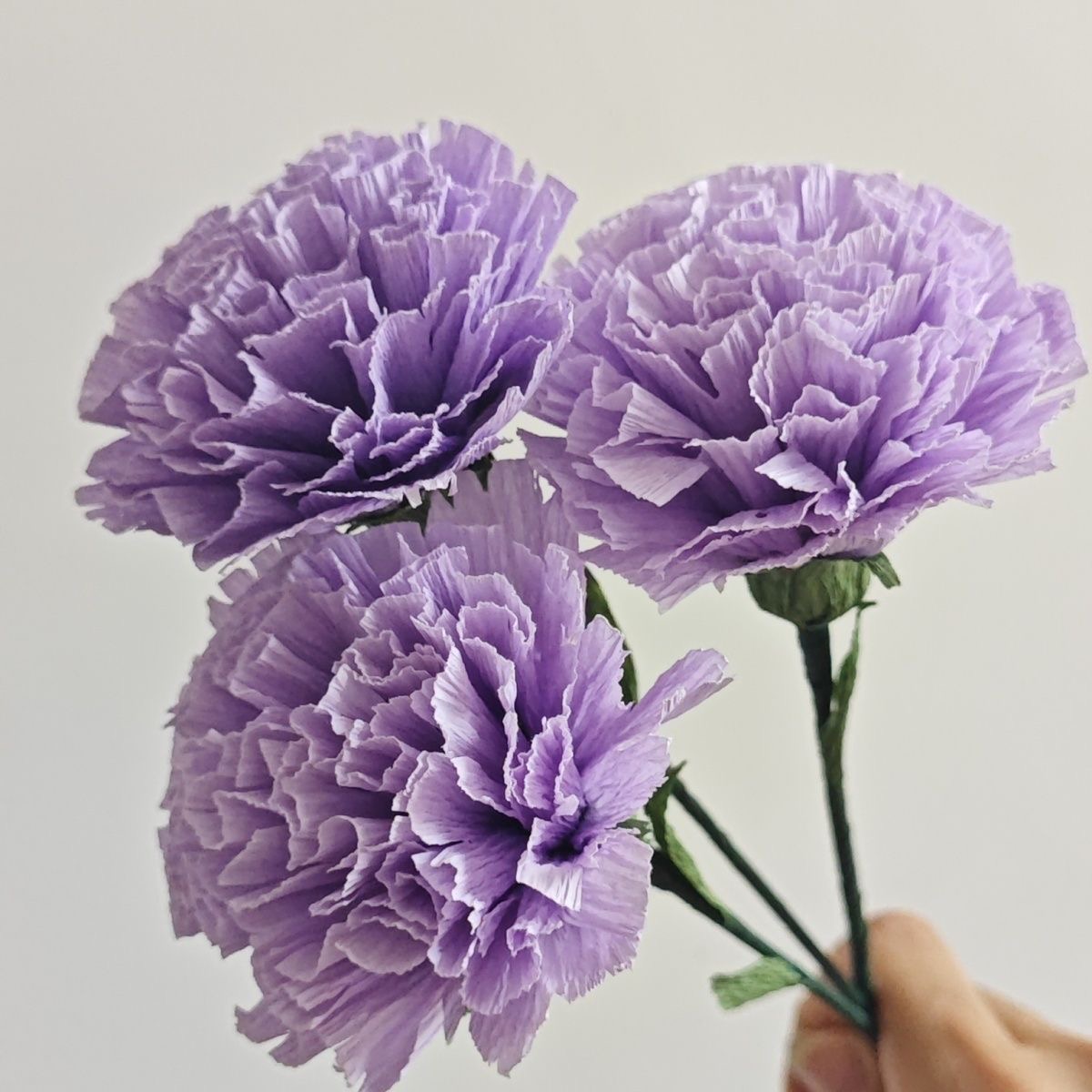 Carnation Seeds color Purple
