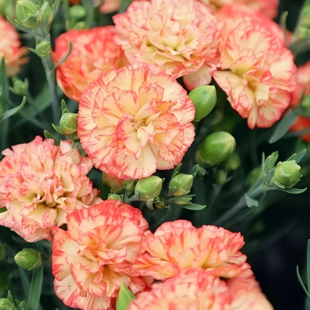 Carnation Seeds color pink and white