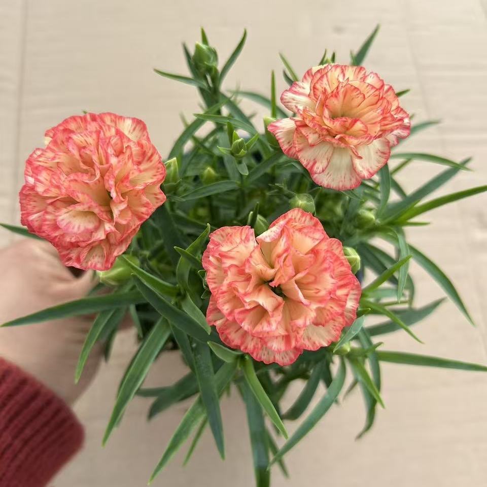 Carnation Seeds color pink and white