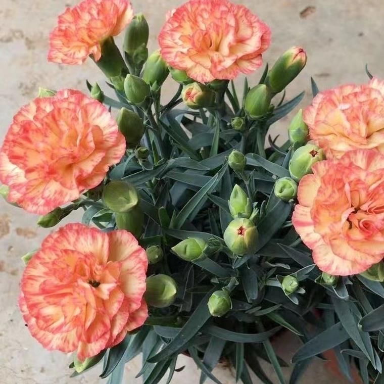 Carnation Seeds color pink and white