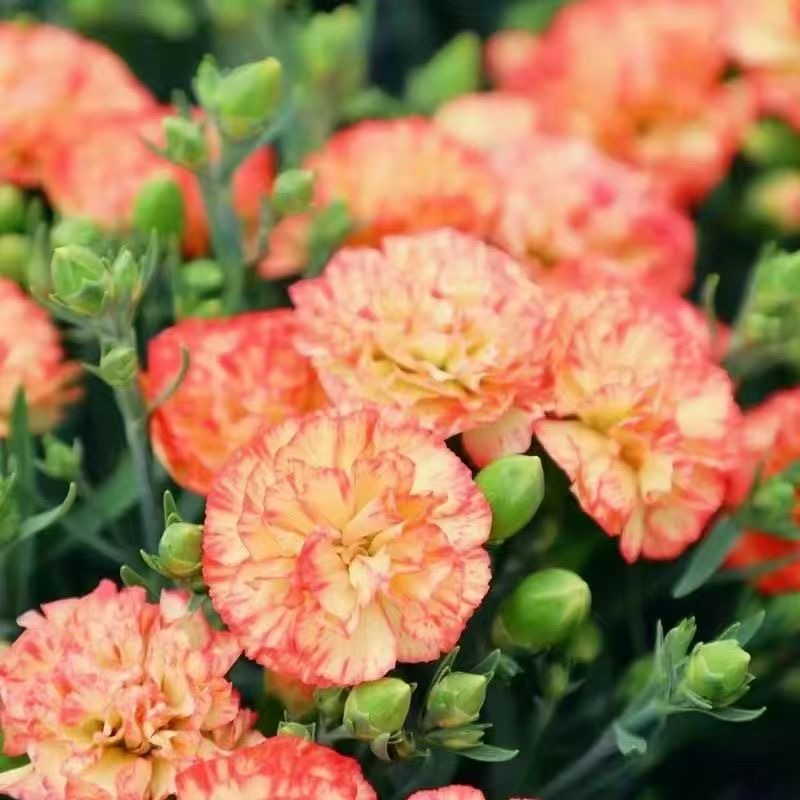 Carnation Seeds color pink and white