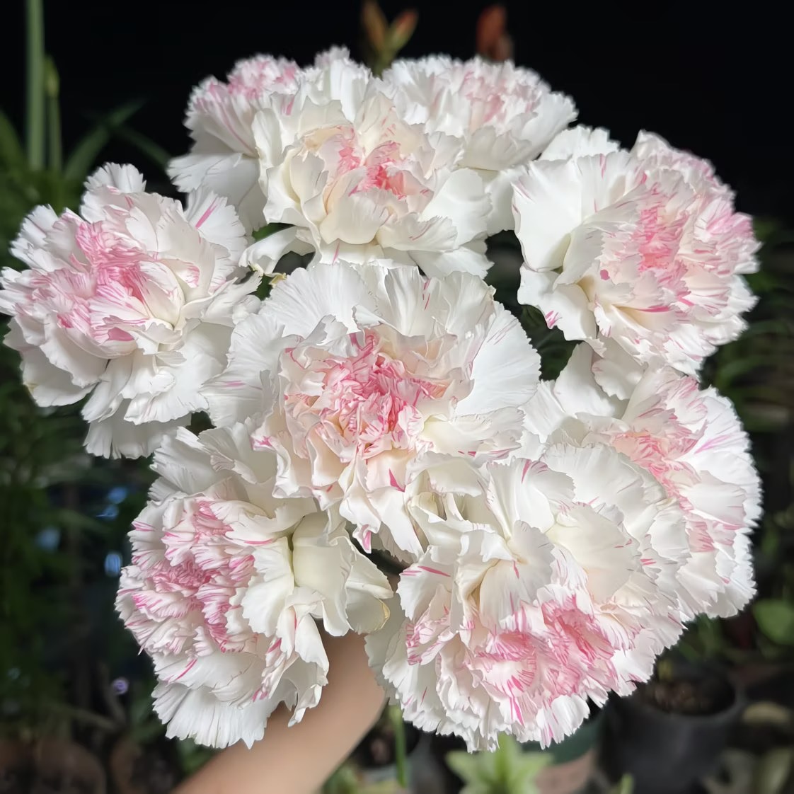 Carnation Seeds color Pink Center