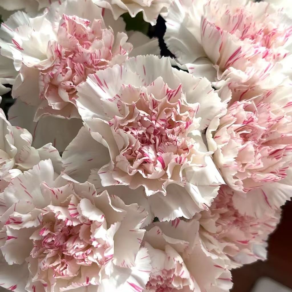 Carnation Seeds color Pink Center