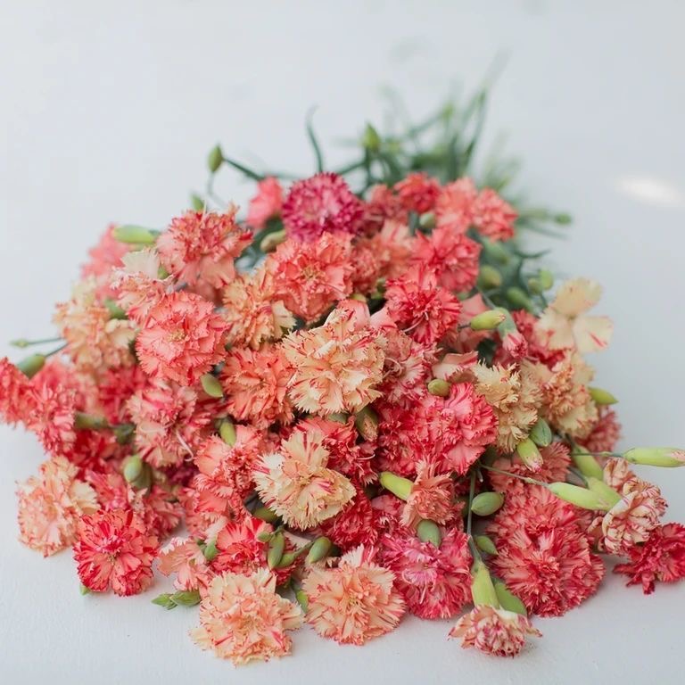 Carnation Seeds（K3 Dutch varieties） 