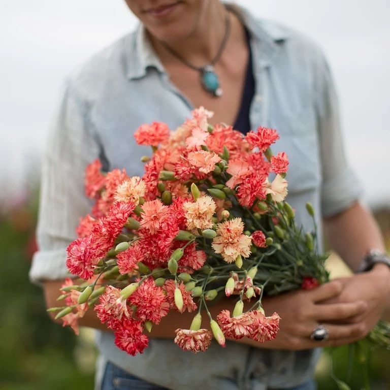 Carnation Seeds（K3 Dutch varieties） 