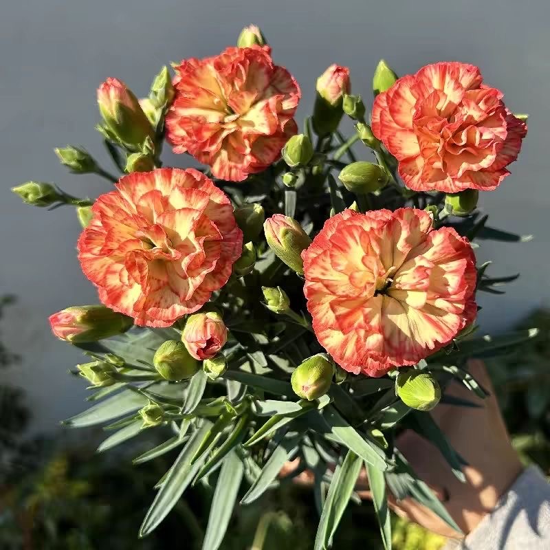 Carnation Seeds（K3 Dutch varieties） 