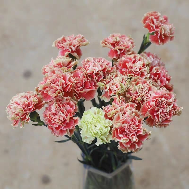 Carnation Seeds（K3 Dutch varieties） 