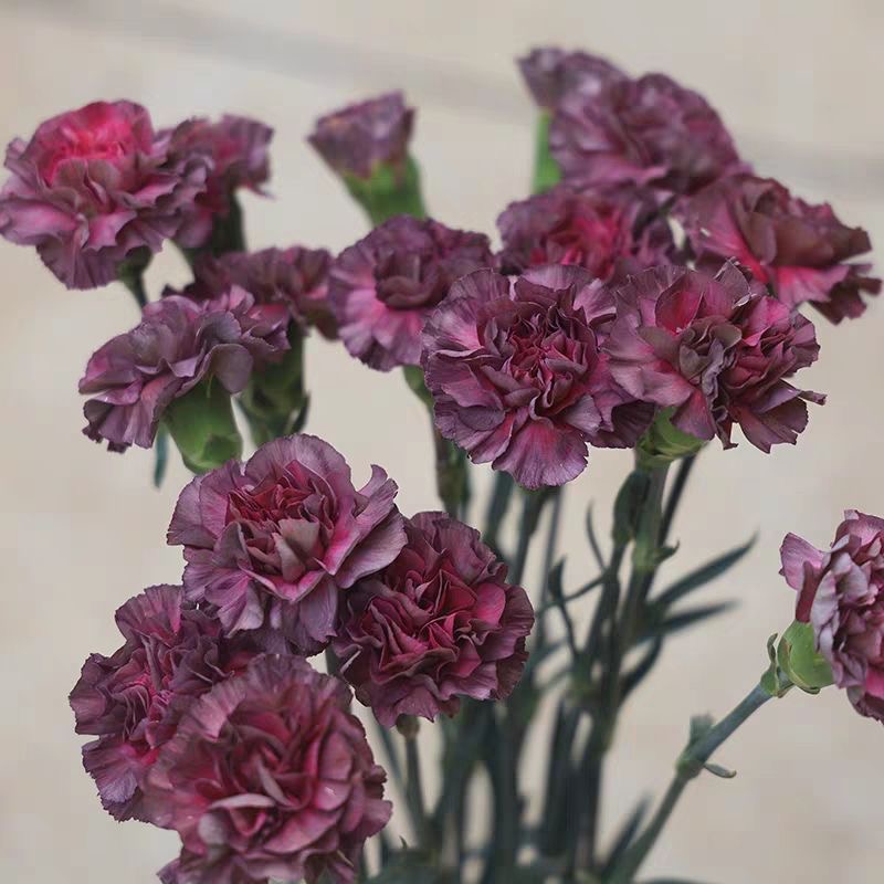 Carnation Seeds color deep purple