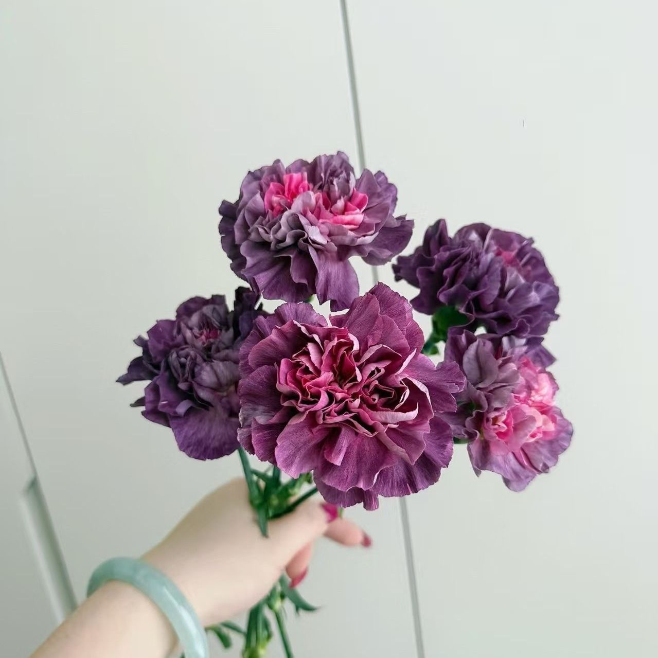 Carnation Seeds color deep purple